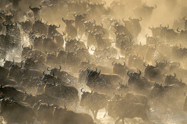 istock Blue wildebeest herd racing across shallow stream 1892388871