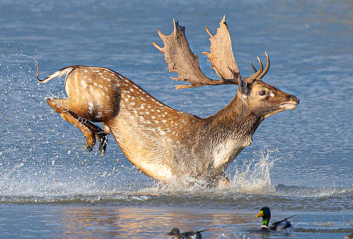 Common or European fallow deer (Dama dama) jumping and running through the water of the wetlands, chasing a female in heat in Aiguamolls Emporda Girona Spain
