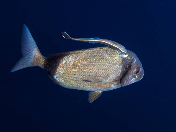 istock A remora taking a free ride on a sea bream 1892430989