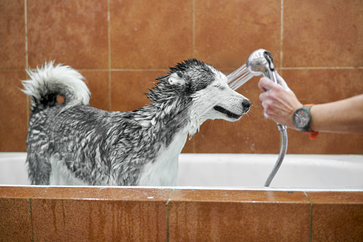 A female veterinarian showers a Husky dog in the bathtub of the veterinary clinic. The dog is full of foam bath gel