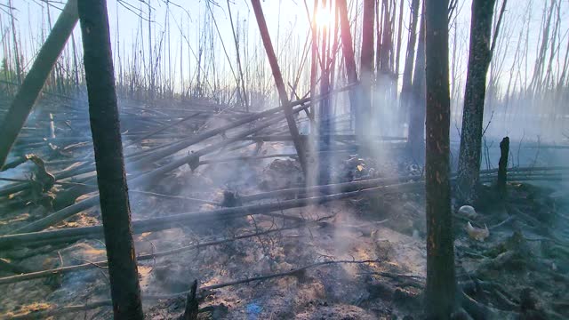 Forest that has been affected by a recent fire. The trees are bare, and the ground is covered with ashes and burnt debris.