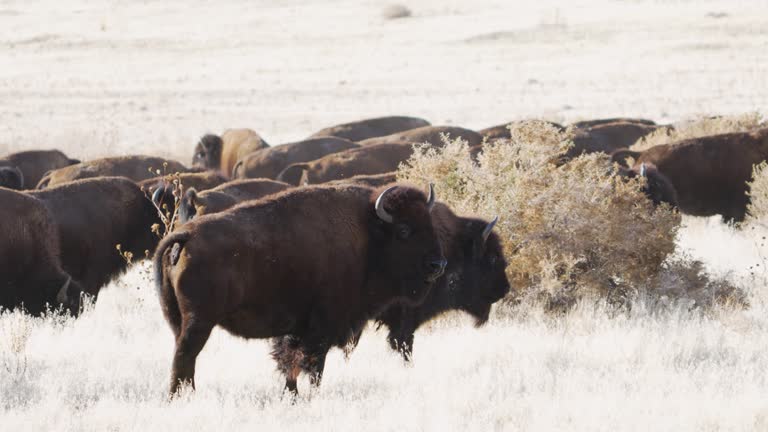 Buffalo or American bison migrating across the grassland prairie