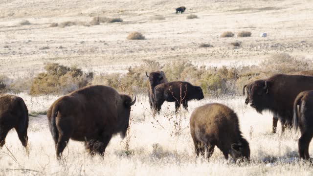 American bison or buffalo grazing with cowbirds flying by