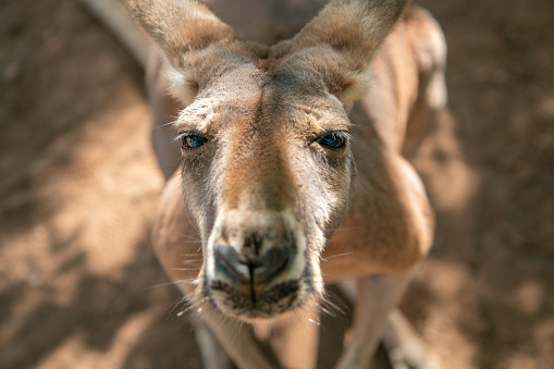 Kangaroo at an Animal Sanctuary