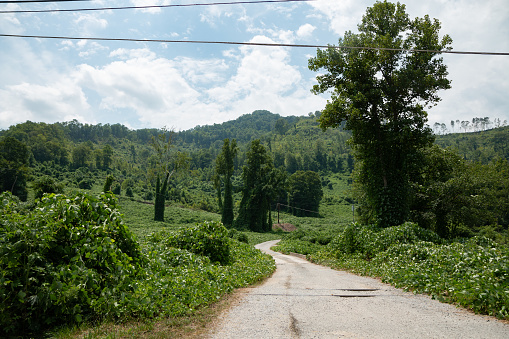 Kudzu spreading along a road in Appalachia