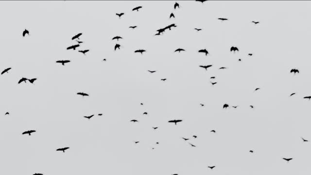 Large flock of black birds flying on white background.