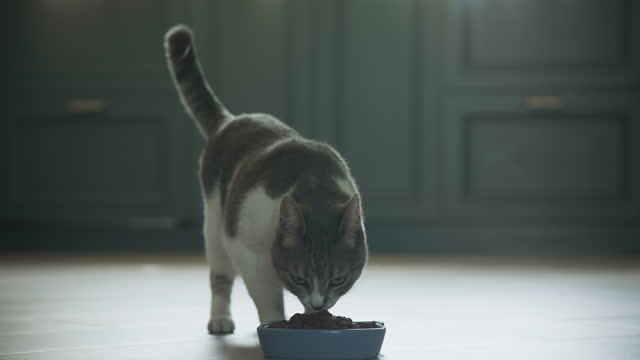White striped american shorthaired domestic cat walking to her meal in slow motion