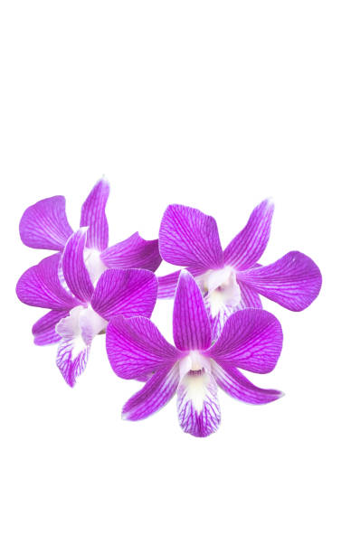 istock Purple orchid flower isolated on white background with clipping path. 1892526596