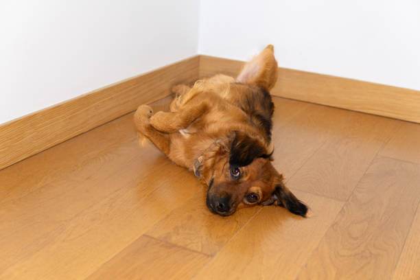 istock basque shepherd dog lying on his back funny face, at home relaxed looking at the camera 1892528147