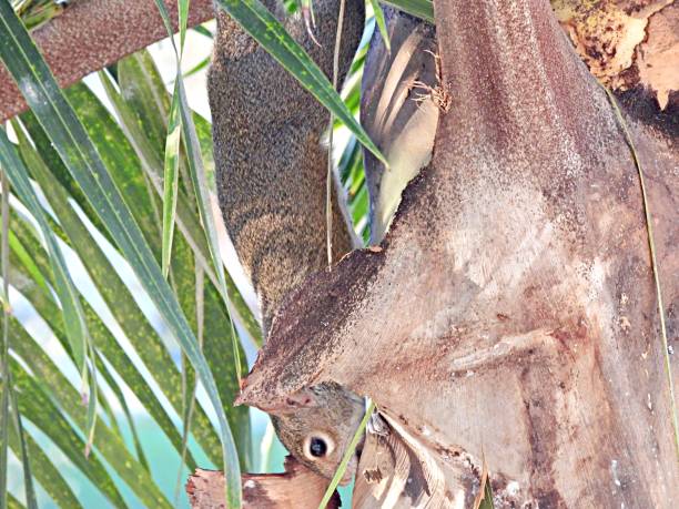 A grey squirrel, sciurus carolinensis, stealing food from a coconut shell garden bird feeder.