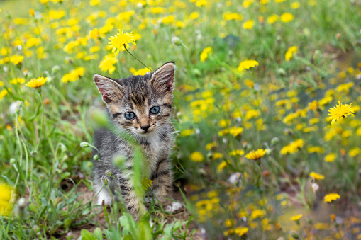 A small gray kitten on a green lawn with yellow dandelions on a summer day.