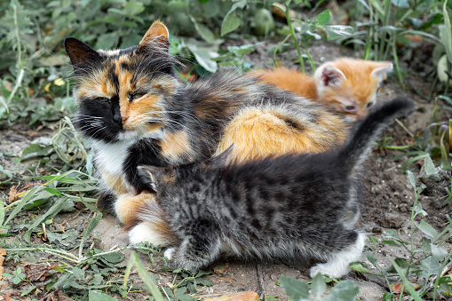 little kittens rub against their mother cat on the green lawn. Cheerful family of cats.