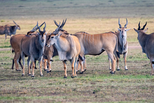 A big group of males of Eland with beautiful panorama of the savannah in the plains of the Serengeti National Park – Tanzania