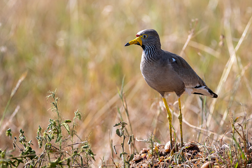 An African Wattled Plover with the savannah in the background in the Serengeti Plains – Tanzania