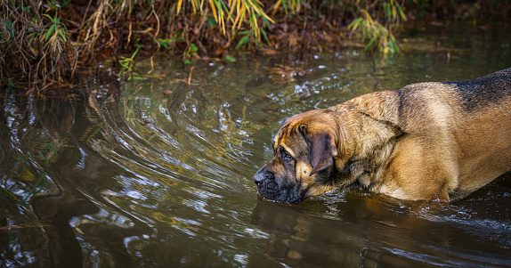 A large Mastiff enjoys some shallow water.