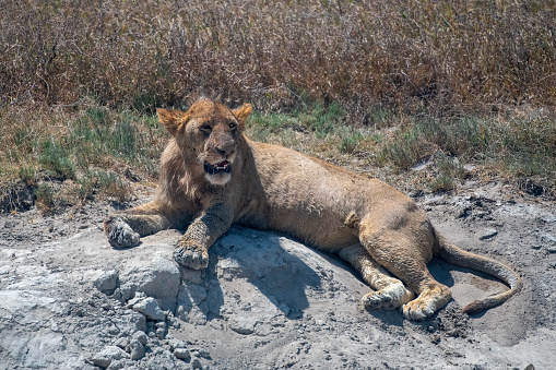 A lioness under the scorching sun in the plains of NgoroNgoro National park – Tanzania