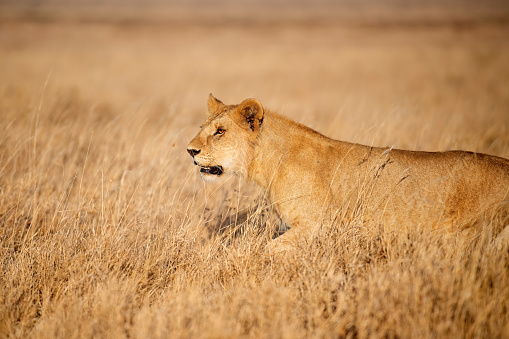 Lioness captured just as she reared up to discover where the sound of a passing baby carriage was coming from - had lion cubs in the background.