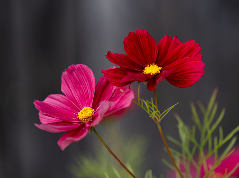Two pink and magenta flowers
