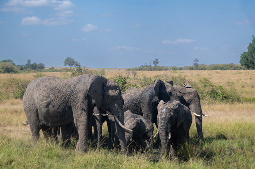 A large herd of African elephants in formation