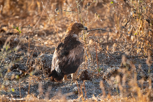 a tawny eagle on the ground in the plants of the Tarangire National Park - Tanzania