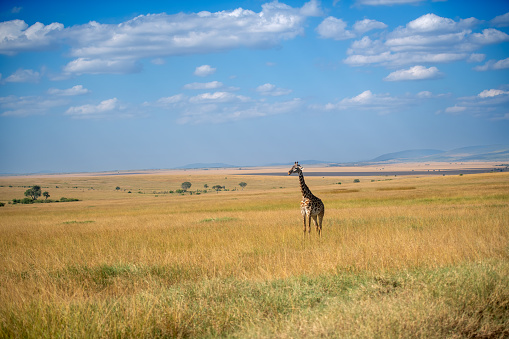 A giraffe with beautiful panorama of the savannah in the plains of the Serengeti National Park – Tanzania
