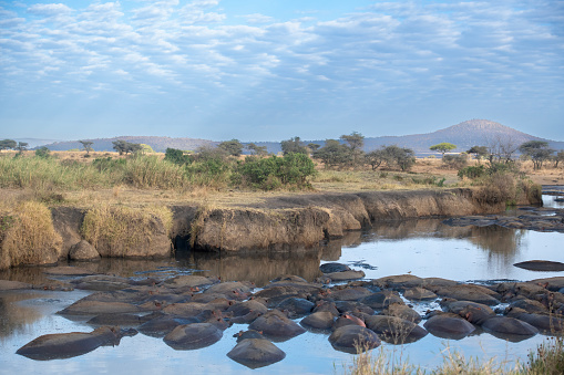 large group of hippos in the hippo pool with beautiful surroundings of the serengeti – Tanzania