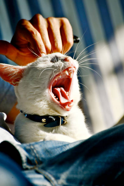 European white and gray domestic cat is asking for something, pet, just a pet, talking cat. High quality photo