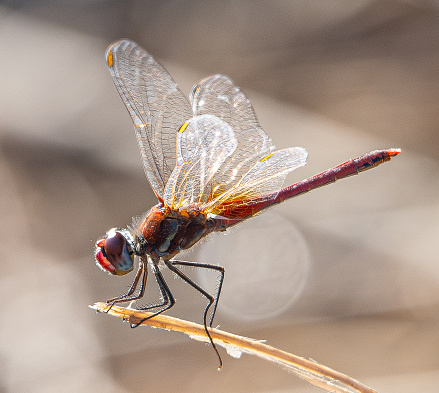 The red-veined darter or nomad (Sympetrum fonscolombii) is a dragonfly common in aiguamolls emporda girona spain