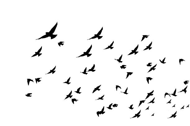 Vector images.