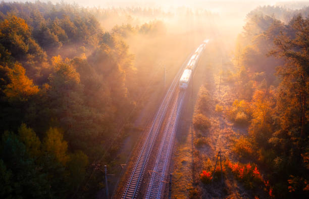 Morning Reverie: Railroad Tracks Winding Through the Awakening Forest