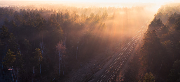 Foggy Pathways: A Forest Railway Emerges in the Early Light