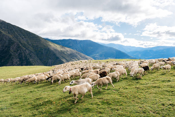 istock Herd of sheep walking on grassy field 1892578951