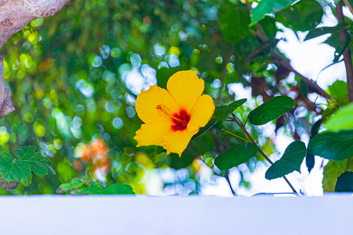 Watercolor brush drawing of bright large flower and leaf of red hibiscus isolated on white background