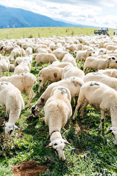 istock Herd of sheep grazing in a meadow 1892580511