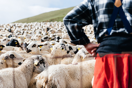 Crop of anonymous male farmer standing near fence with herd of sheep pasturing on grassy rough terrain