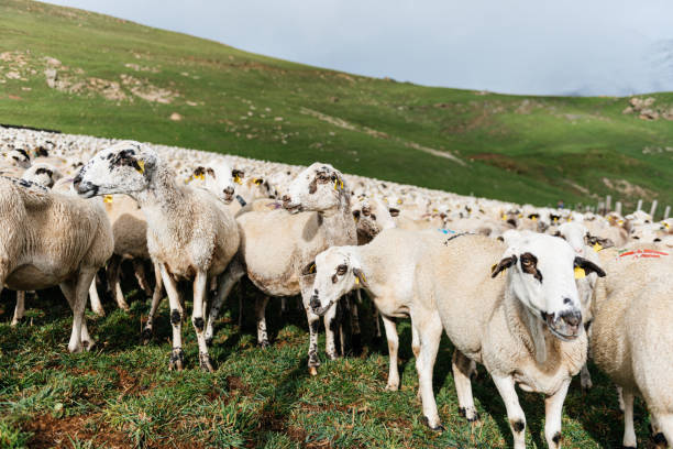 istock Flock of sheep on grassy terrain 1892583113