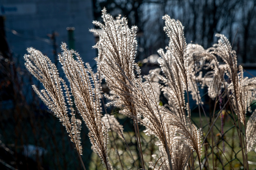 Miscanthus sinensis, the eulalia or Chinese silver grass in winter.