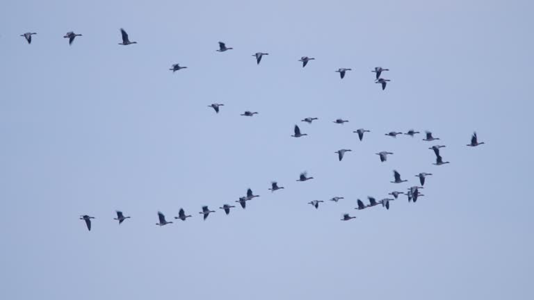 Flyingh greylag goose (Anser anser)