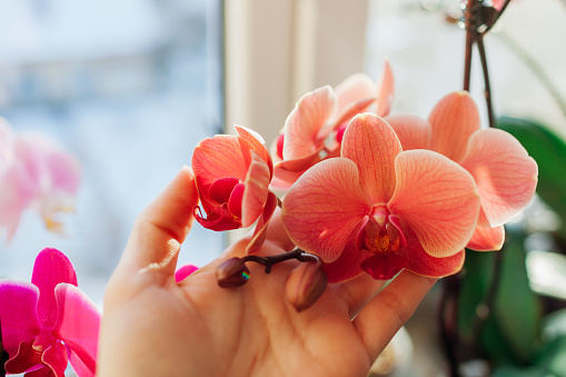 Close up of orange orchid phalaenopsis. Woman taking care of house plants. Gardener holding flowers growing on window sill