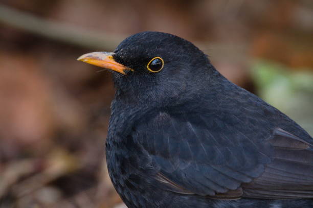 istock Song bird turdus merula aka eurasian blackbird. 1892662383