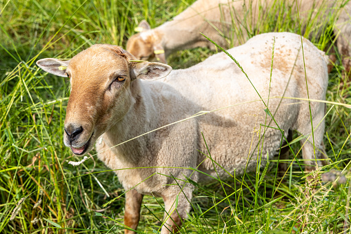 Close up of a young Lamb