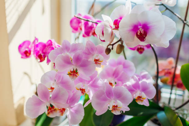 orquídeas phalaenopsis florescentes. flores brancas, roxas, cor-de-rosa florescem no peitoril da janela. close up de plantas domésticas - window light window sill home interior - fotografias e filmes do acervo