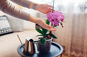 Woman admires blooming purple phalaenopsis orchid touching blossom. Taking care of house plants and flowers