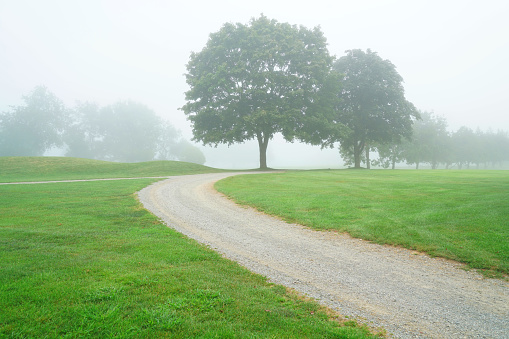 trees in line along the country road in fog