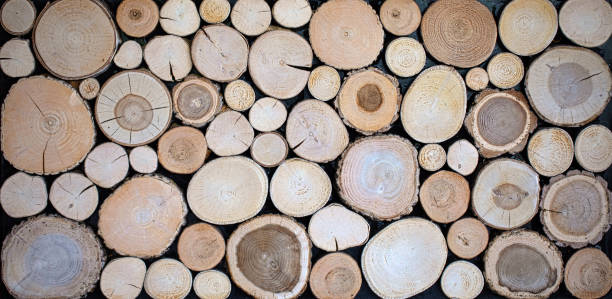 istock Artistry in Wood: Detailed Decorative Textures in Timber Slices 1892709072