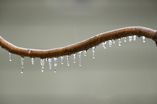 Tree branches in the icy rain with icicle