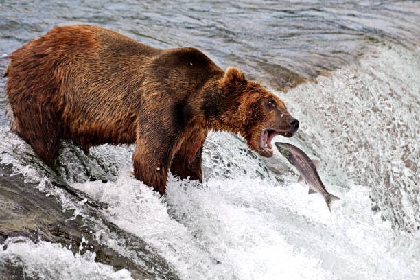 istock Brooks Falls catch of the day 1892717904
