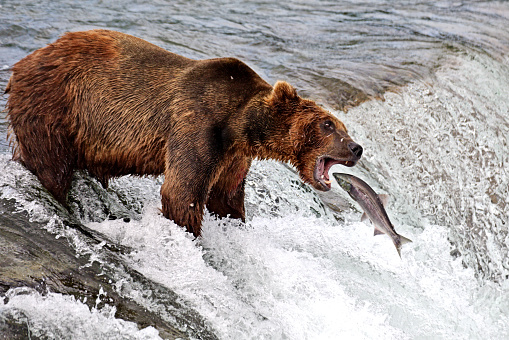 A bear catches a salmon