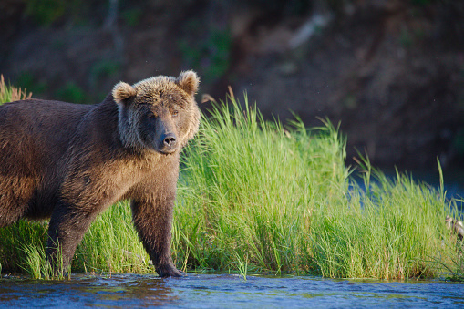Alaskan coastal brown bear prowling through the tall grass.