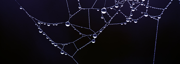 Web of Diamonds: Morning Dew Adorning the Spider's Art
